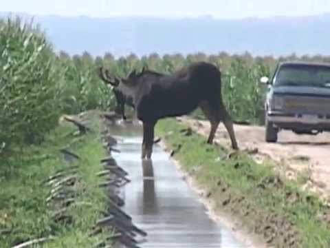 I took this video of a moose East of Scottsbluff, Nebraska. Excuse the movement--I was on the phone at the same time.