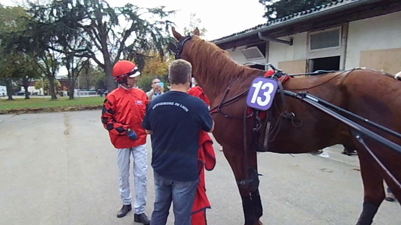 Préparation du trotteur avant la course YouTube Préparation du trotteur avant la course YouTube