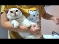 浣腸の後 お尻をキレイに洗われる猫