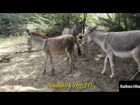 Female and male Donkeys and Donkey enjoy karte hue