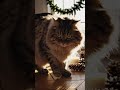 Fluffy Cat Exploring Winter Decorations! 🐱❄️ #shorts #cat #cute