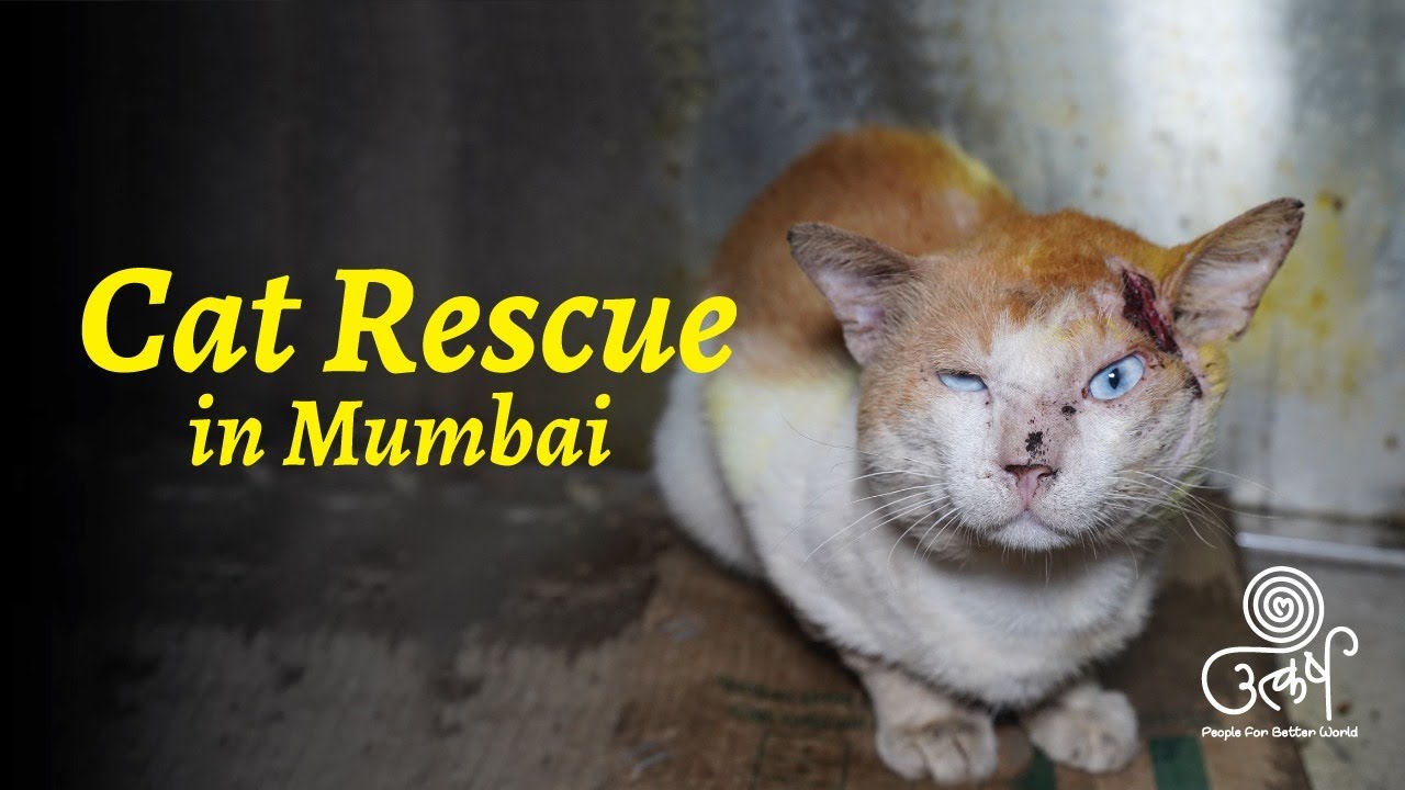 Mumbai Cat Rescue YouTube