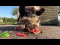 Kune kune boar eating melon