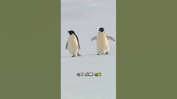 Bí Quyết Giữ Nhiệt Và Lặn Sâu Của Chim Cánh Cụt Giữa Cái Lạnh Cực Đoan