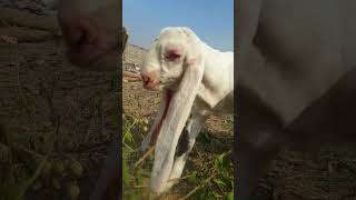 Funny ? Baby ? Goat | Bakri KA Bacha ShortVideo