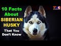 10 Facts About SIBERIAN HUSKY That You Don't Know : TUC の動画、YouTube動画。