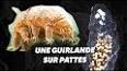 Le fascinant monde des tardigrades ile ilgili video