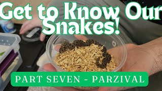 Get to Know Our Snakes! Series: Part Seven - Parzival by Heart's Scales 279 views 1 month ago 4 minutes, 58 seconds