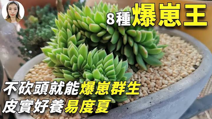 多肉植物養護|每個新手必入的多肉品種，8種肉肉一盆變多盆一顆變多顆，皮實好養不費心花花世界 - 天天要聞