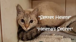 Hodowla kotów tajskich Viosna*PL - Sekret Heleny