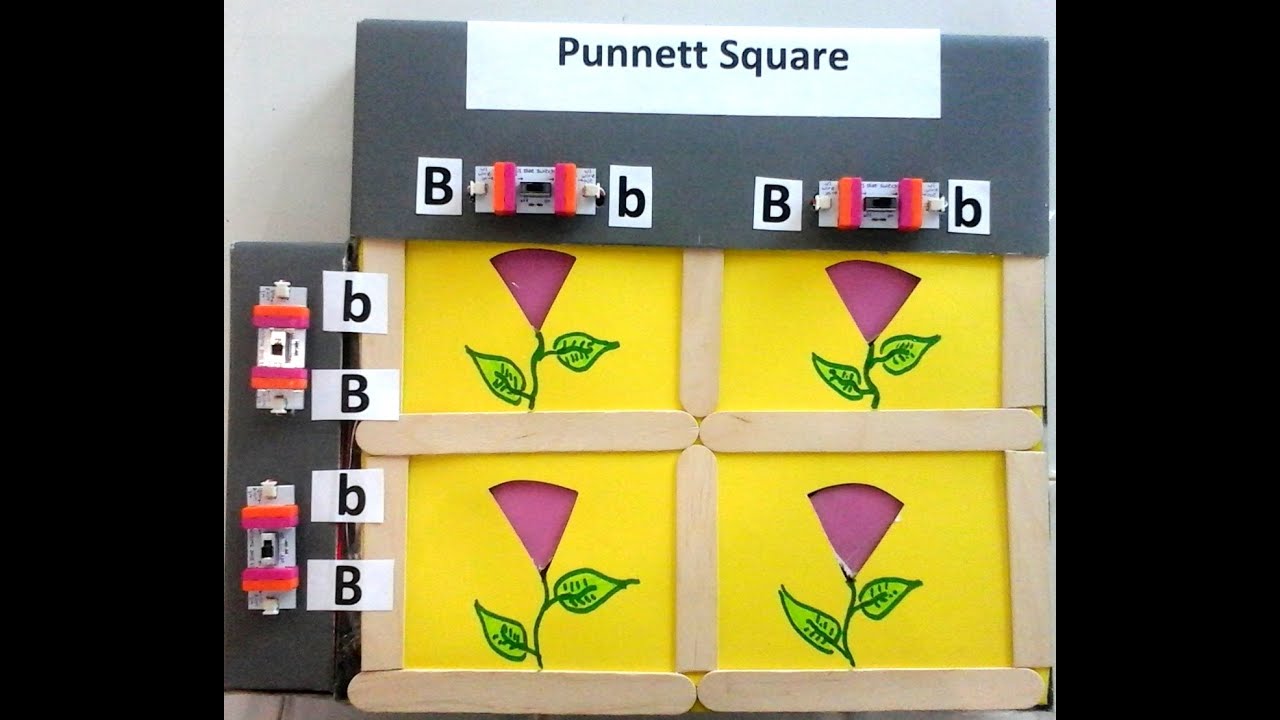 Punnett Squares Using Littlebits Electronics Punnett Squares Using Littlebits Electronics