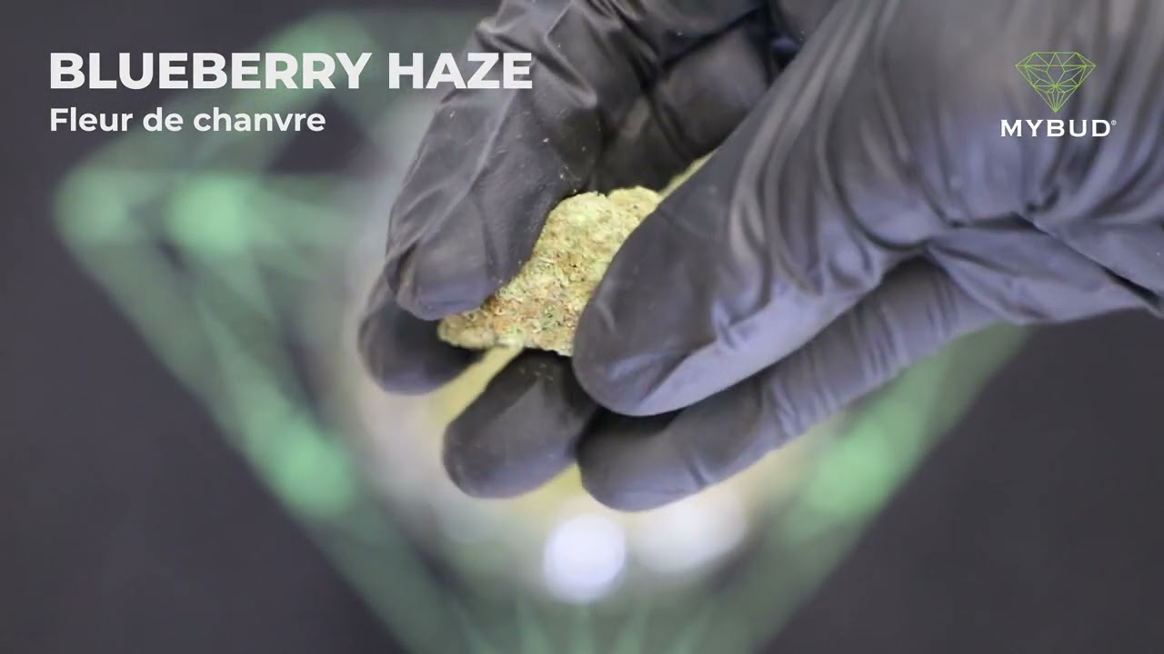 Fleur de CBD Blueberry Haze - Arômes de Fruits Rouges, Culture en Intérieur