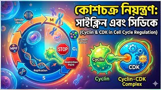 (Cyclin & CDK Role in Cell Cycle)