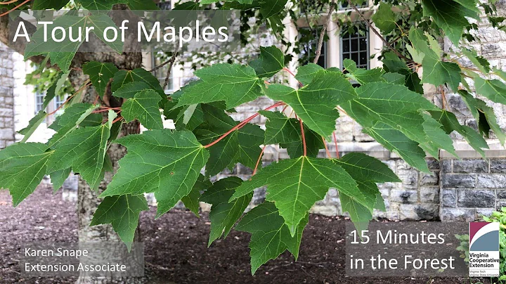 Fifteen Minutes in the Forest: A Tour of Maple Trees