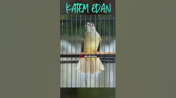 KAPAS TEMBAK EDAN NGEBREN BUKOR