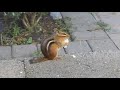 Chipmunk Eating Popcorn