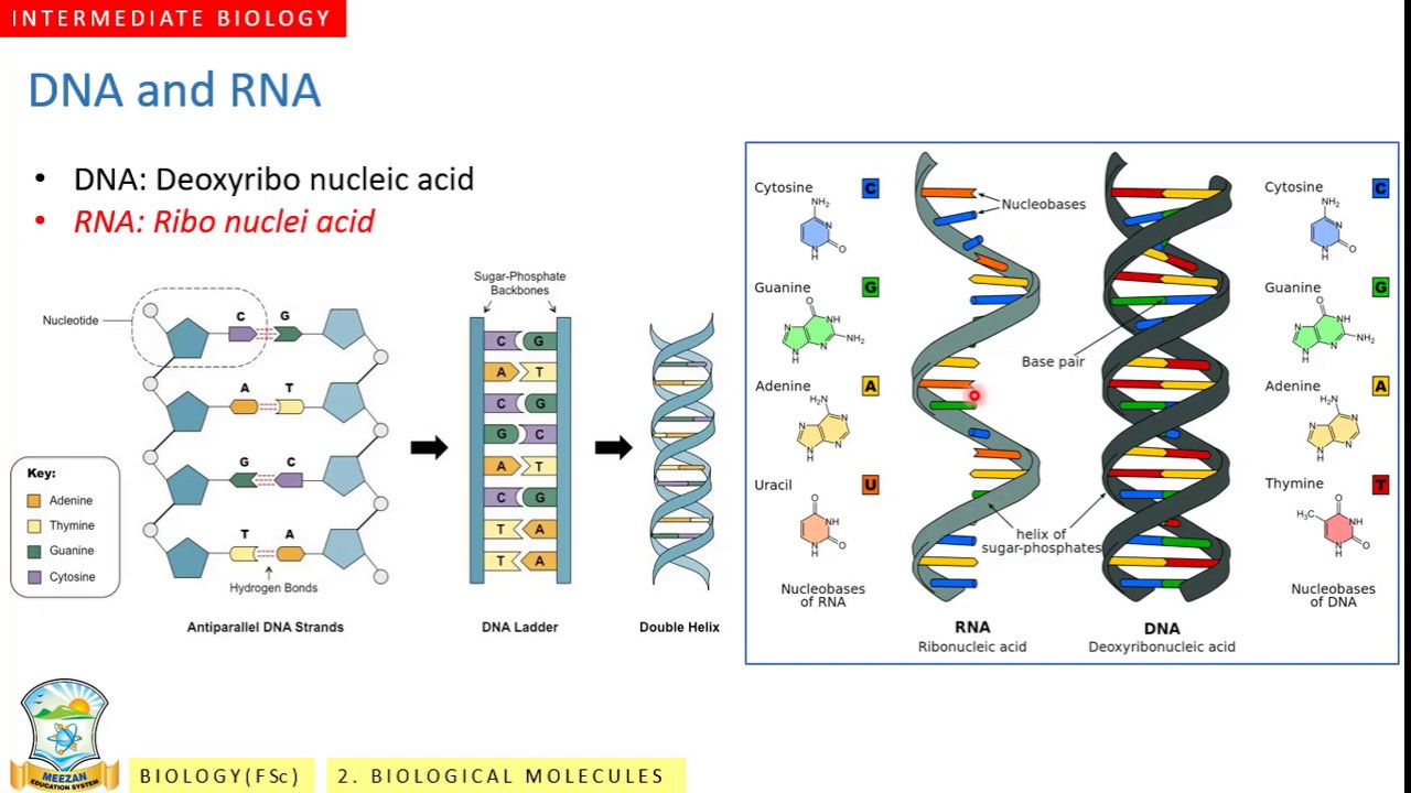 Концы днк и рнк. Темы для DNA 60. DNA RNA DHC. Самый мощный DNA. DNA and RNA metabolism.