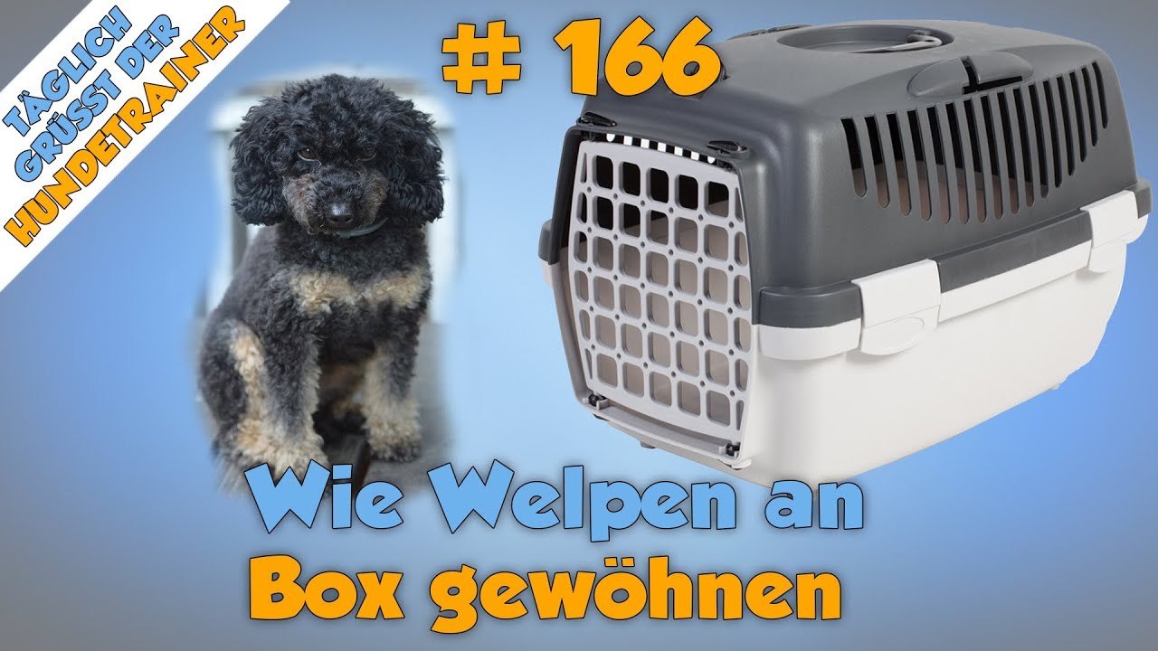 TGH 166 : Welpen an Box gewöhnen- Hundeschule Stadtfelle - YouTube