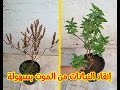 انقاذ الريحان من الموت وكيفية العناية بالريحان و نمو ارورق كثيفة Save The Basil Plant 