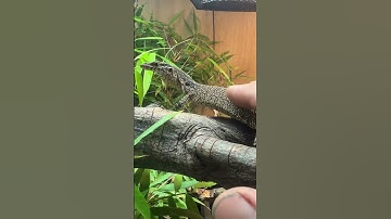 Would you pet this lizard!?