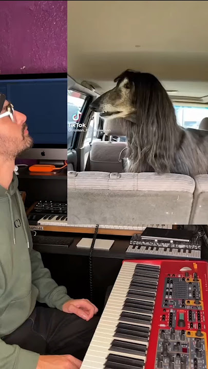 FUNNY DOG  drama with Frenchfuse #shorts