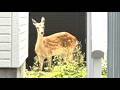【札幌中心部にシカ居座る】「吹き矢」で捕獲を試みるも…興奮して塀を乗り越え逃走_警察官が追いかけるも住宅街を逃げ回る！体長1メートルのメスジカ…札幌市と警察が「見守り」続ける〈札幌市中央区〉