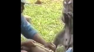 Baruak pintar piaman yg sudah dilatih