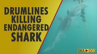 Drumlines killing endangered sharks in Great Barrier Reef: experts