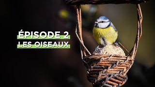 🐦 [Web-série] La vie secrète du jardin : les oiseaux