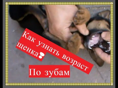 Видео: 3 способа победить дрозд