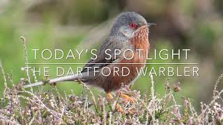 Dartford Warbler Spotlight