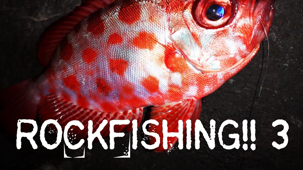 ROCKFISHING 3‼️ en CANARIAS 🇮🇨 [ Catalufas en la NOCHE ] 🎣 C&S ♻️ 