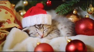 Calm Stress Relief with Cats Music?Relaxing Christmas Music, Cat Music Therapy, Deep Sleep