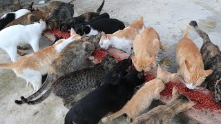 Cats Favorite Food - Feeding food Cats