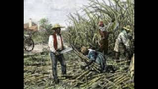 The Plantation Bros are a Problem