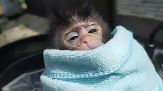 Baby monkeys learn to recognize their master, lovely fauna Youtube channel