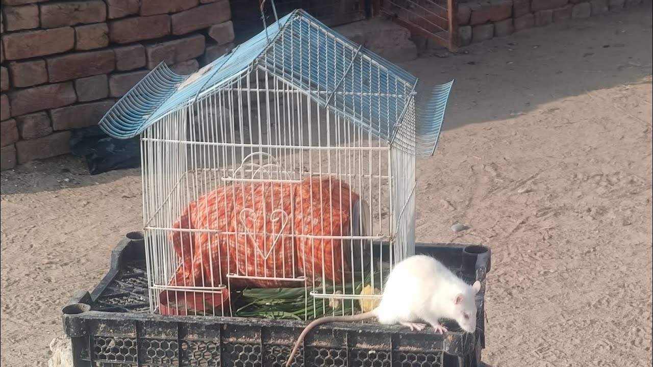 White mouse 🐁 Available form full view ☎️6378561339 Raj poultry farm nai Mandi ghadsana 
