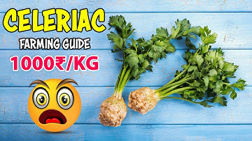 Celeriac Farming | How to Plant and Grow Celery Root (Celeriac) from seed at Home