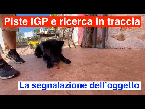 Video: Come fermare un cane dalla bocca