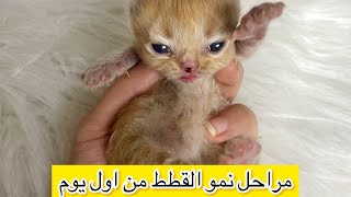 متي تفتح القطط عيونها