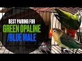 Best Pairing For Green Opaline/Blue Male