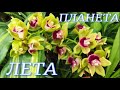 №409/ ВОСТОРГ!!! Море РОСКОШНЫХ орхидей в ПЛАНЕТА ЛЕТА