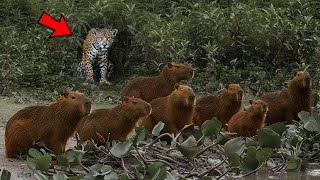 Capybara Tetap Santai Saat Jaguar Datang Mendekat, Tapi Akhirnya Malah Begini