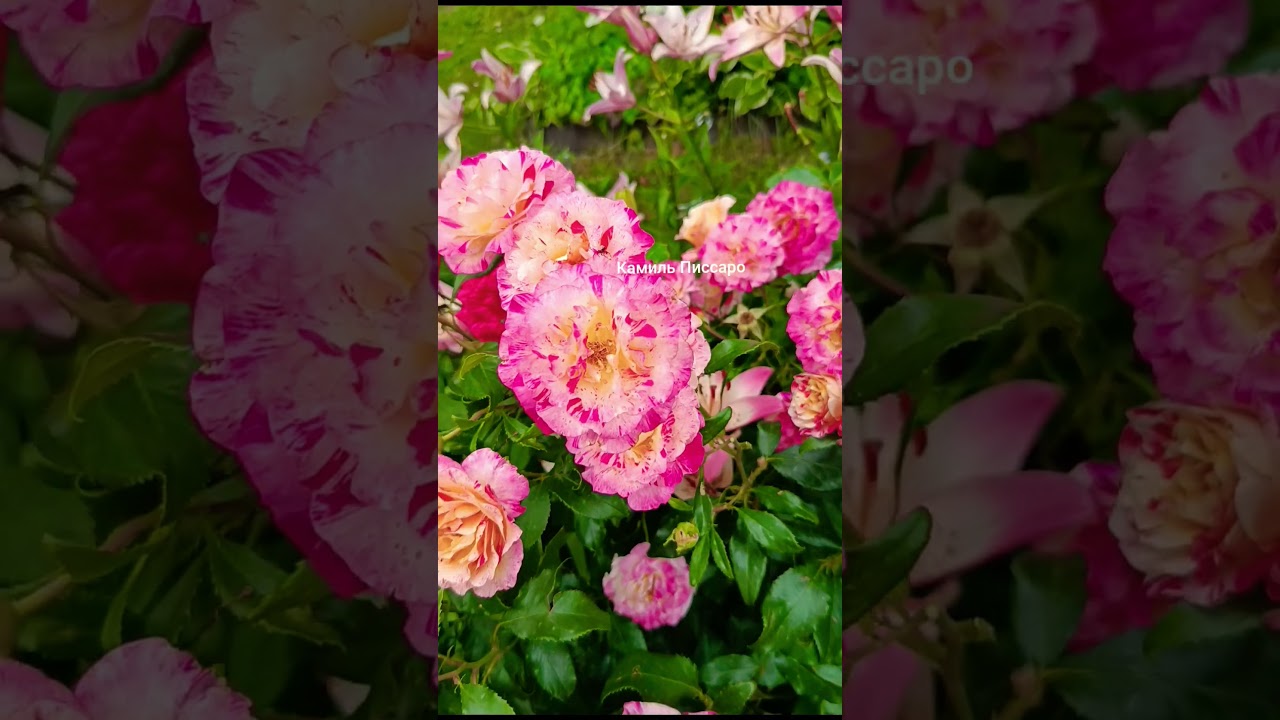 как хороши были розы.. Ред Интуишн Пинк Интуишн Камиль Писсаро