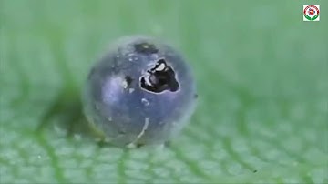 Vòng đời phát triển của bướm