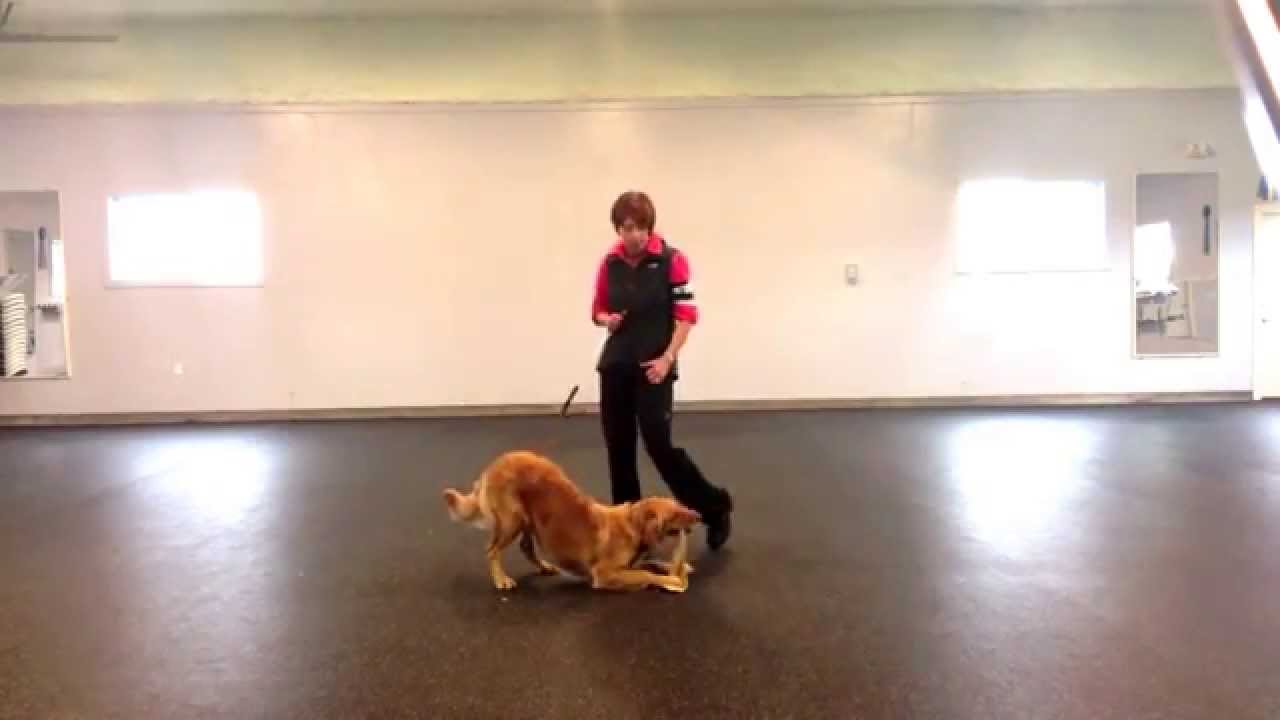 The Flirt Pole Training Ideas YouTube