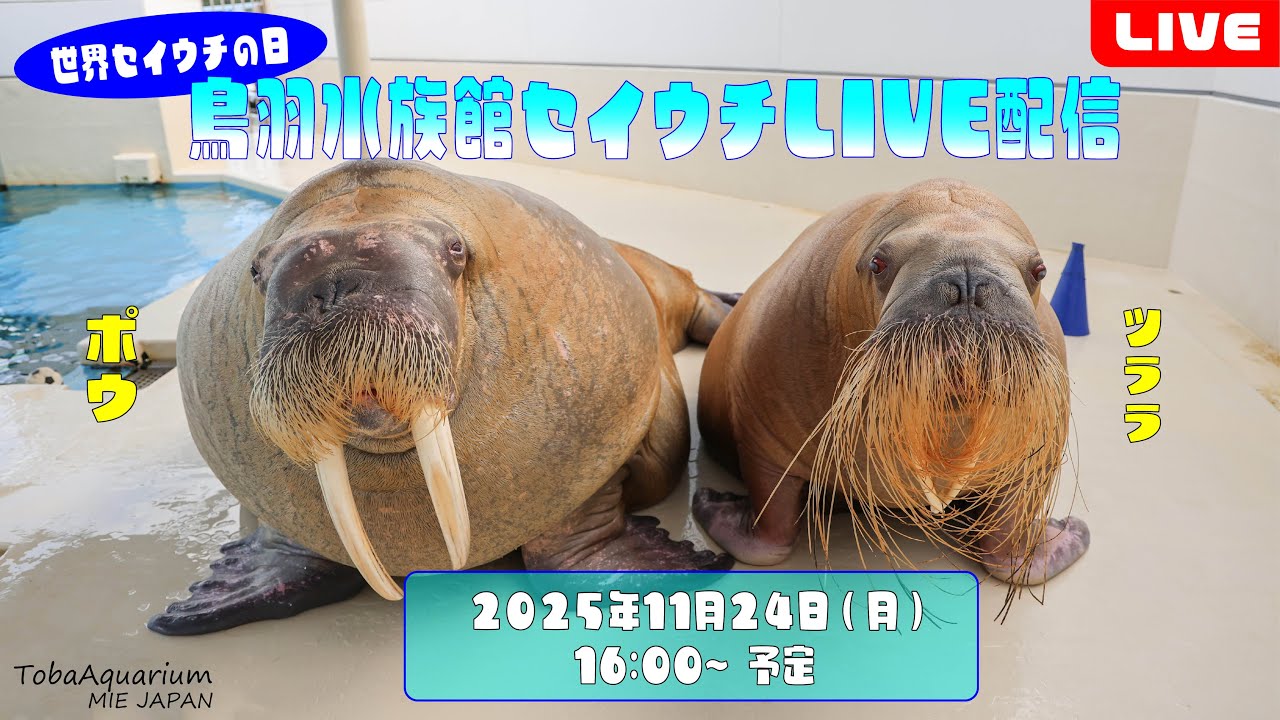 Toba Aquarium: World Walrus Day! Live Walrus Streaming - YouTube