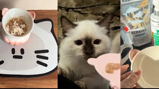 Day in life with my new ragdoll kitten #animals #cat #ragdolls #love #viral #asmr #vlog #dayinlife