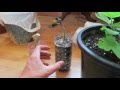 3 simple steps hot to root and grow your FIG CUTTING