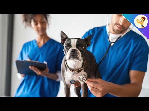 Video: 5 Gesundheitsprobleme Hundebesitzer ignorieren oft